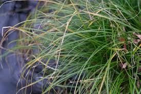 Attēlu rezultāti vaicājumam “Carex elongata”