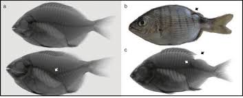 Image result for Diplodus sargus