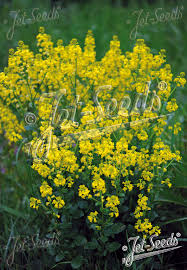 Attēlu rezultāti vaicājumam “Barbarea vulgaris subsp. arcuata flower”