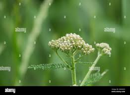 Attēlu rezultāti vaicājumam “Achillea millefolium bud”