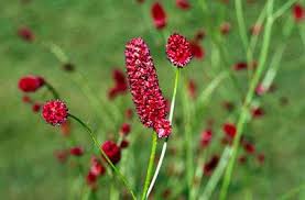Image result for Sanguisorba officinalis