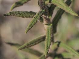Attēlu rezultāti vaicājumam “Hemitrichia chrysospora young”