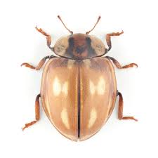 Attēlu rezultāti vaicājumam “Myzia oblongoguttata”