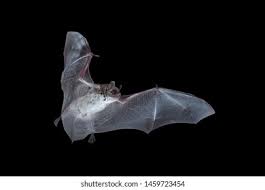 Attēlu rezultāti vaicājumam “Myotis dasycneme”