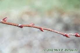 Attēlu rezultāti vaicājumam “Tilia cordata bud”