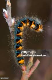 Attēlu rezultāti vaicājumam “Lasiocampa quercus larva”