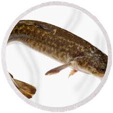 Image result for Lota lota