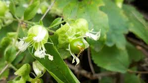Attēlu rezultāti vaicājumam “Silene baccifera fruit”