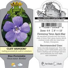 Attēlu rezultāti vaicājumam “Vinca minor flower”