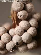 Attēlu rezultāti vaicājumam “Badhamia lilacina spores”