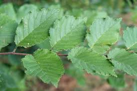 Attēlu rezultāti vaicājumam “Ulmus x hollandica leaf”