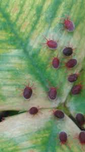 Attēlu rezultāti vaicājumam “Bryobia praetiosa”