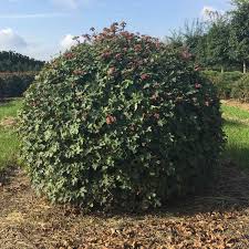 Attēlu rezultāti vaicājumam “Acer campestre”