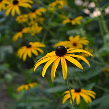 Image result for Rudbeckia fulgida