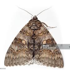 Attēlu rezultāti vaicājumam “Catocala fraxini”