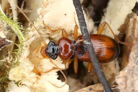 Attēlu rezultāti vaicājumam “Leistus terminatus”