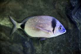 Image result for Diplodus vulgaris