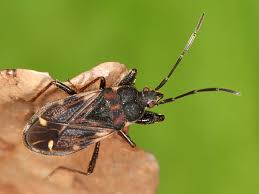 Attēlu rezultāti vaicājumam “Eremocoris plebejus”
