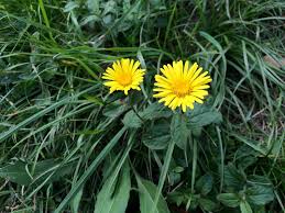 Image result for Inula hirta