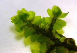 Attēlu rezultāti vaicājumam “Porella platyphylla macro”