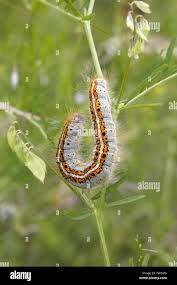 Attēlu rezultāti vaicājumam “Malacosoma castrensis male”