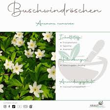 Image result for Buschwindröschen