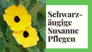 Image result for schwarzäugige Susanne