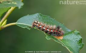 Attēlu rezultāti vaicājumam “Acronicta rumicis”