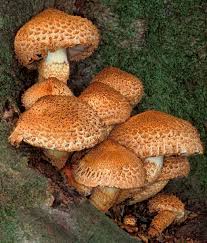 Attēlu rezultāti vaicājumam “Pholiota squarrosa”