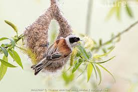 Image result for Remiz pendulinus