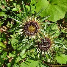 Attēlu rezultāti vaicājumam “Carlina biebersteinii”