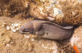 Image result for Gymnothorax vicinus