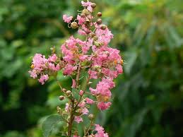 Attēlu rezultāti vaicājumam “Lythraceae”