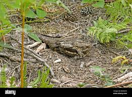 Attēlu rezultāti vaicājumam “Caprimulgus europaeus eggs”