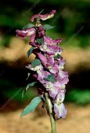 Attēlu rezultāti vaicājumam “Corydalis cava flower”