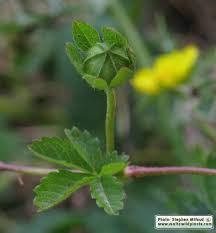 Attēlu rezultāti vaicājumam “Potentilla reptans leaf”