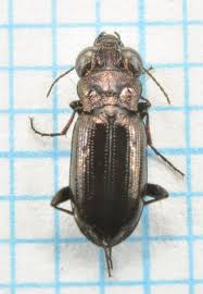 Attēlu rezultāti vaicājumam “Notiophilus germinyi”