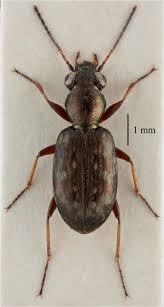 Attēlu rezultāti vaicājumam “Asaphidion pallipes”