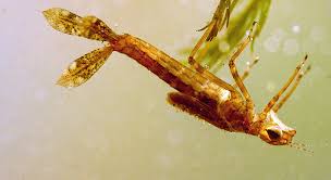 Attēlu rezultāti vaicājumam “Libellula quadrimaculata larva”