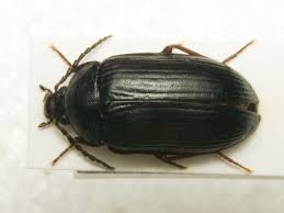 Attēlu rezultāti vaicājumam “Prionychus ater”