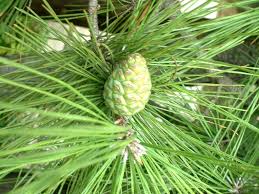 Attēlu rezultāti vaicājumam “Pinus pumila male flower”