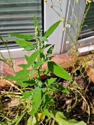 Attēlu rezultāti vaicājumam “Atriplex patula”