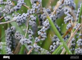 Attēlu rezultāti vaicājumam “Badhamia foliicola”