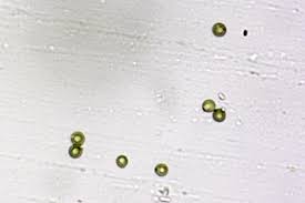 Attēlu rezultāti vaicājumam “Langermania gigantea”