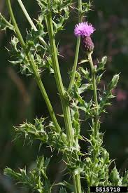 Attēlu rezultāti vaicājumam “Cirsium arvense leaf”