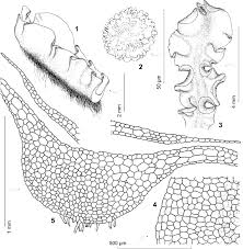Attēlu rezultāti vaicājumam “Moerckia hibernica”