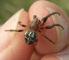 Attēlu rezultāti vaicājumam “Larinioides cornutus”