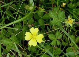 Attēlu rezultāti vaicājumam “Potentilla reptans flower”