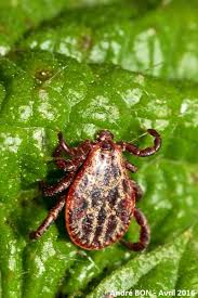 Attēlu rezultāti vaicājumam “Dermacentor reticulatus”