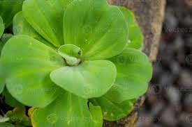 Attēlu rezultāti vaicājumam “Pistia stratiotes leaf”